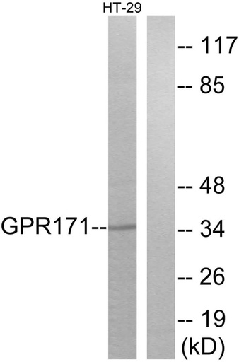 Antibodie to-GPR171 