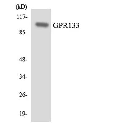 Antibodie to-GPR133 