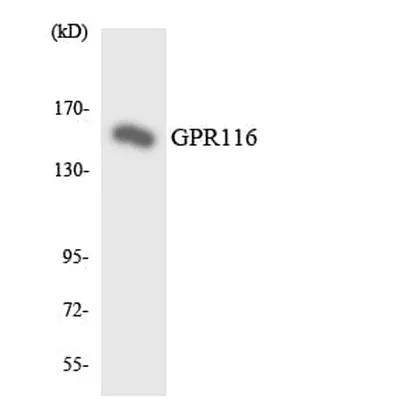 Antibodie to-GPR116 