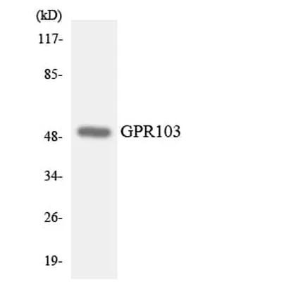 Antibodie to-GPR103 