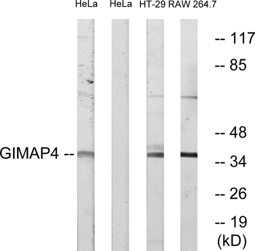 Antibodie to-GIMAP4 