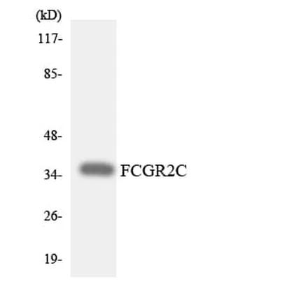 Antibodie to-FCGR2C 