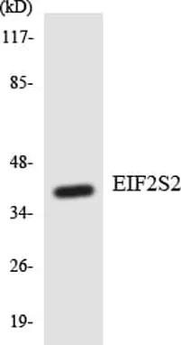 Antibodie to-EIF2S2 