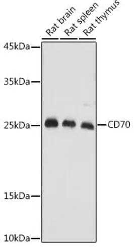 Antibodie to-CSF2RA 