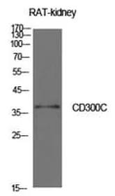 Antibodie to-CD300C 