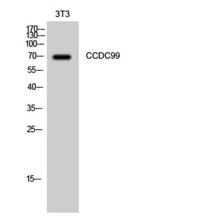 Antibodie to-CCDC99 