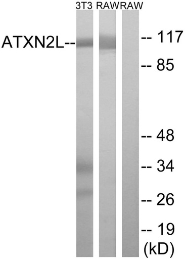 Antibodie to-ATXN2L 
