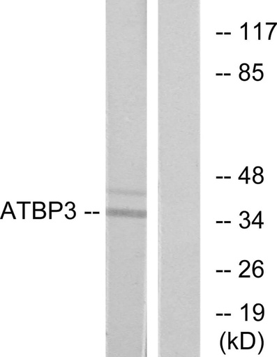 Antibodie to-ATPBD3 