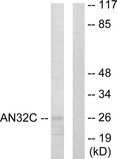 Antibodie to-ANP32C 