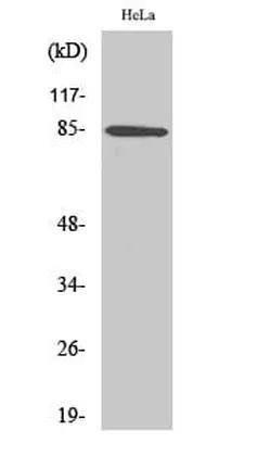 Antibodie to-ANAPC5 