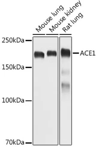 Antibodie to-ADRA2A 