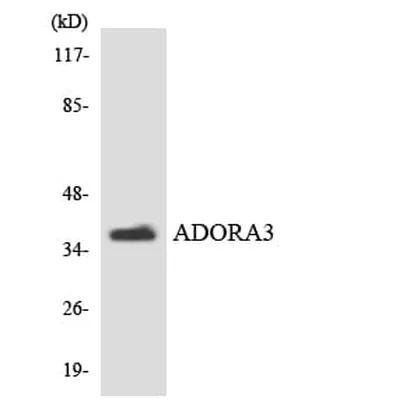 Antibodie to-ADORA3 