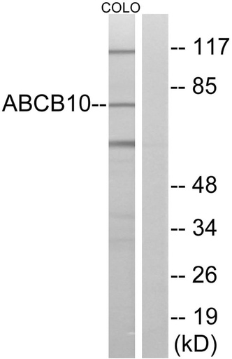 Antibodie to-ABCB10 