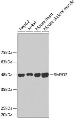 Antibodie to-MYSM1 