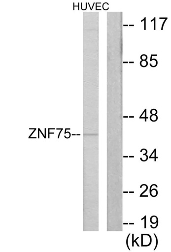 Antibodie to-ZNF75 