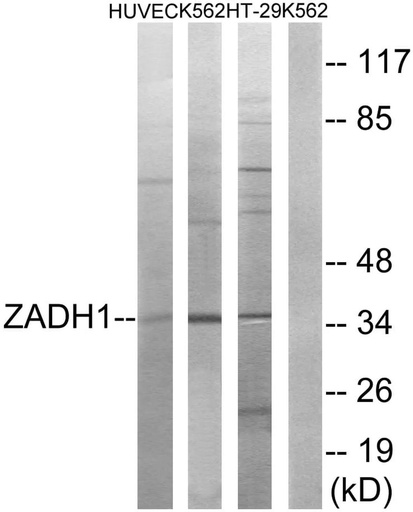 Antibodie to-ZADH1 