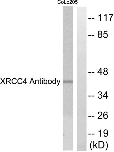 Antibodie to-XRCC4 
