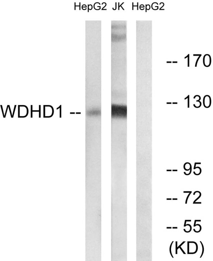 Antibodie to-WDHD1 