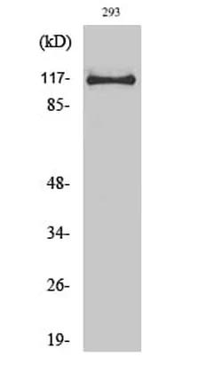 Antibodie to-USP38 