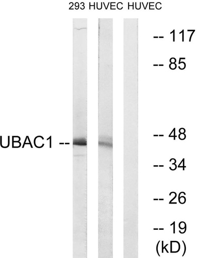 Antibodie to-UBAC1 