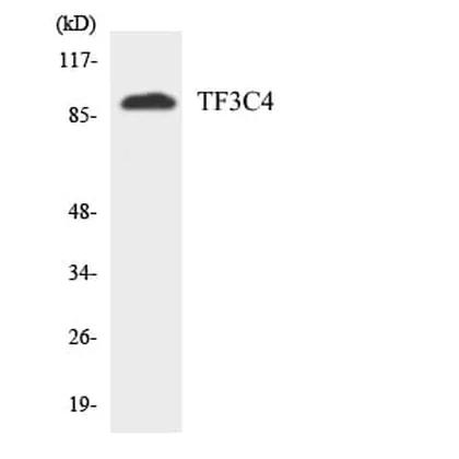 Antibodie to-TF3C4 