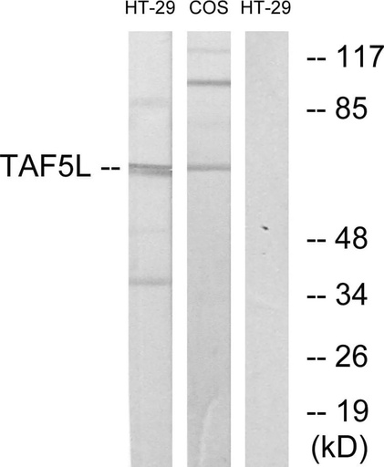 Antibodie to-TAF5L 