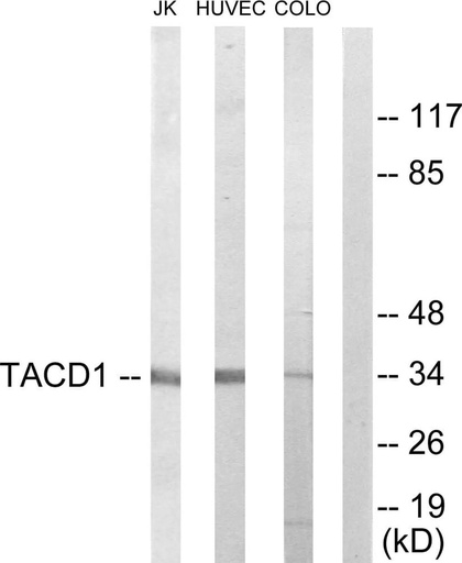 Antibodie to-TACD1 