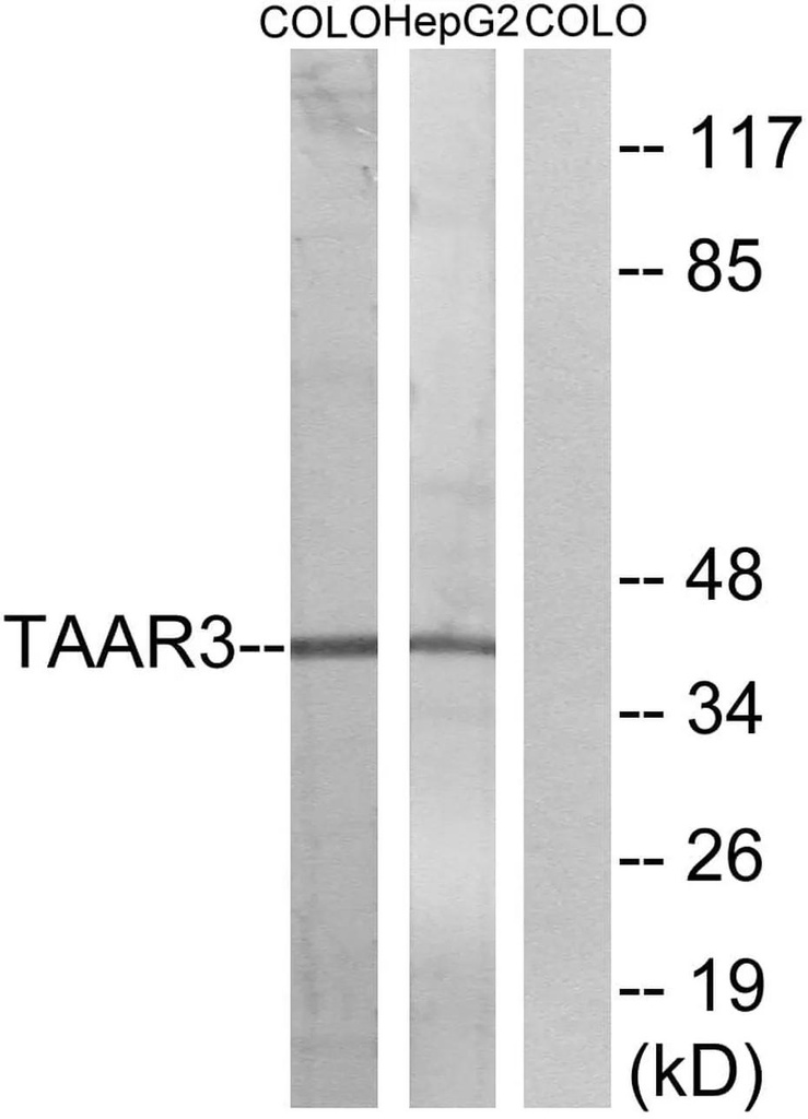 Antibodie to-TAAR3 