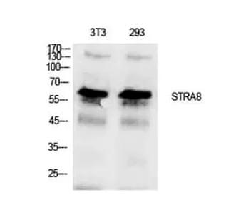 Antibodie to-STRA8 