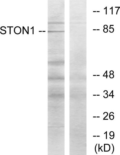 Antibodie to-STON1 