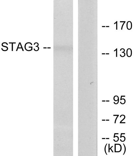 Antibodie to-STAG3 
