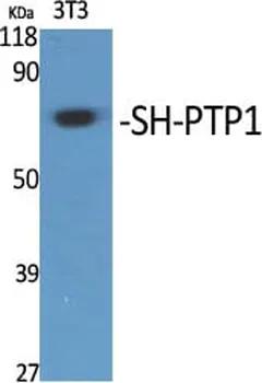 Antibodie to-SHP-1 