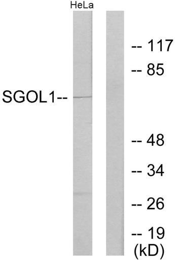 Antibodie to-SGOL1 