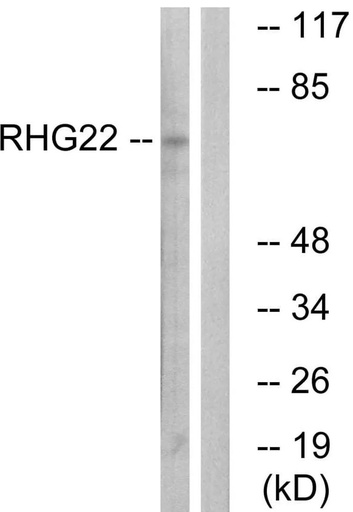 Antibodie to-RHG22 