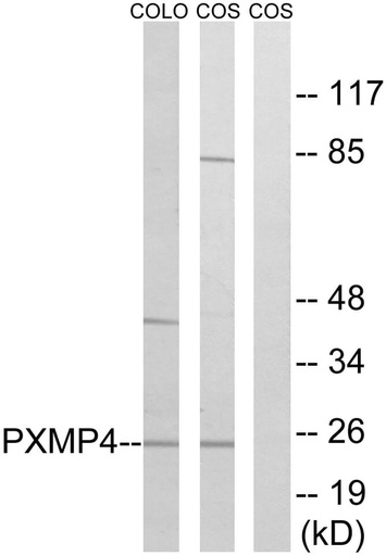 Antibodie to-PXMP4 