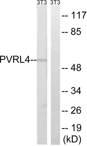 Antibodie to-PVRL4 