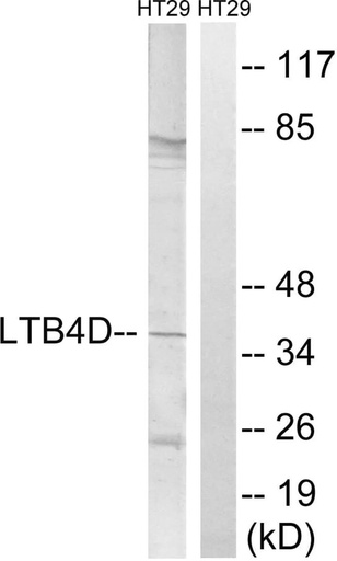 Antibodie to-PTGR1 