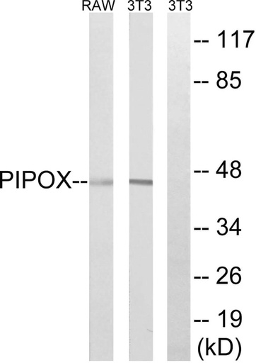 Antibodie to-PIPOX 