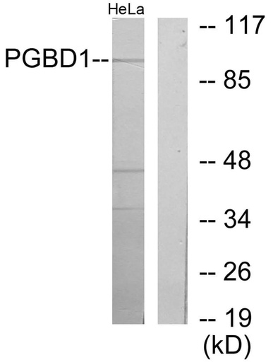 Antibodie to-PGBD1 