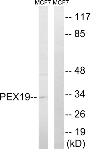 Antibodie to-PEX19 