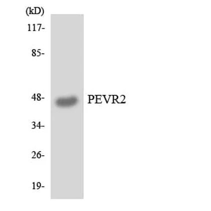 Antibodie to-PEVR2 
