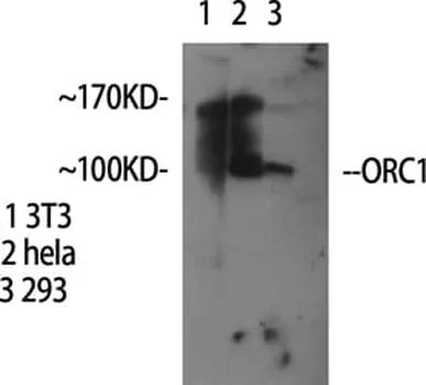 Antibodie to-ORC1L 