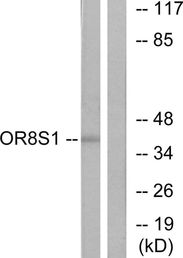 Antibodie to-OR8S1 