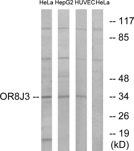 Antibodie to-OR8J3 