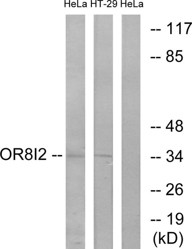 Antibodie to-OR8I2 