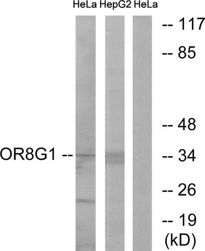 Antibodie to-OR8G1 