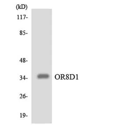 Antibodie to-OR8D1 