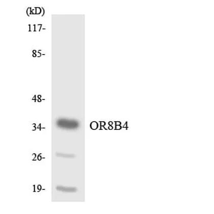 Antibodie to-OR8B4 