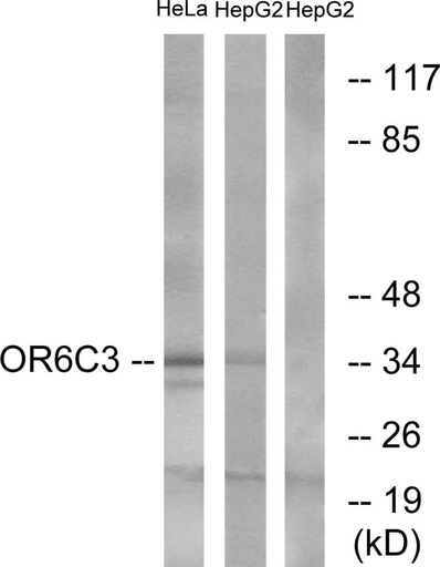 Antibodie to-OR6C3 