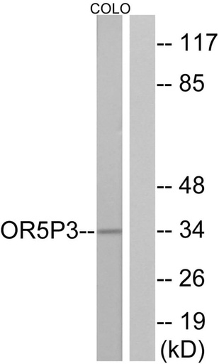 Antibodie to-OR5P3 